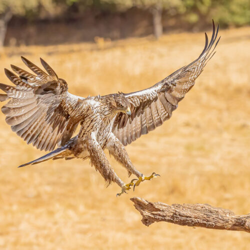 Habichtsadler im Anflug auf Ansitz in Spanien