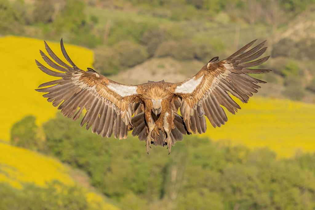Gänsegeier in Spanien fotografieren