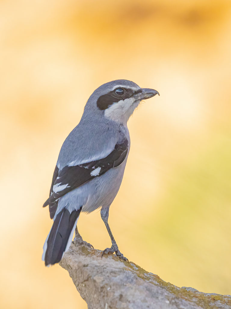 Iberienraubwürger in Spanien fotografieren