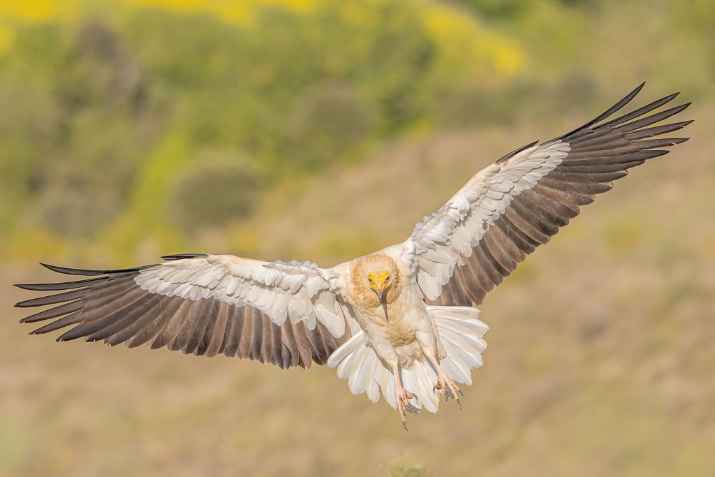 Schmutzgeier in Spanien fotografieren