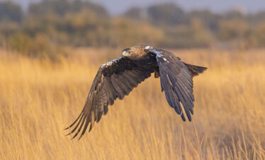Im Bann der Adler – Fotoreise durch Spaniens weite Landschaft 30/11-05/12/2026