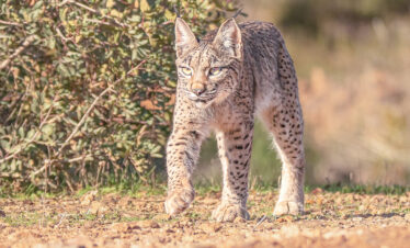 Iberischer Luchs fotografieren – Fotoreise Andalusien 18/09-23/09/2026