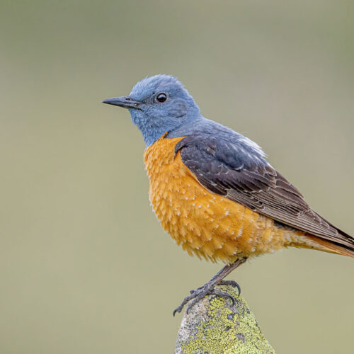Fotoreise Nordspanien – Bergvögel & Greifvögel 07/06 – 12/06/2027