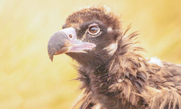 Mönchsgeier - Vogelfotografie Spanien mit exclusiven Hides