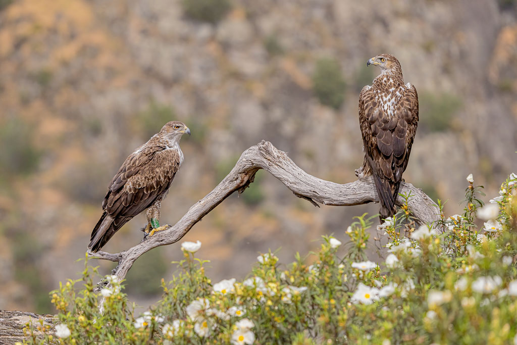 Habichtsadler-Paar auf einem Ansitz im Naturpark Arribes del Duero