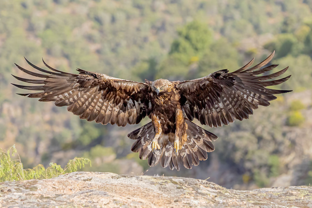 Steinadler im Anflug auf den Ansitz im Naturpark Arribes del Duero
