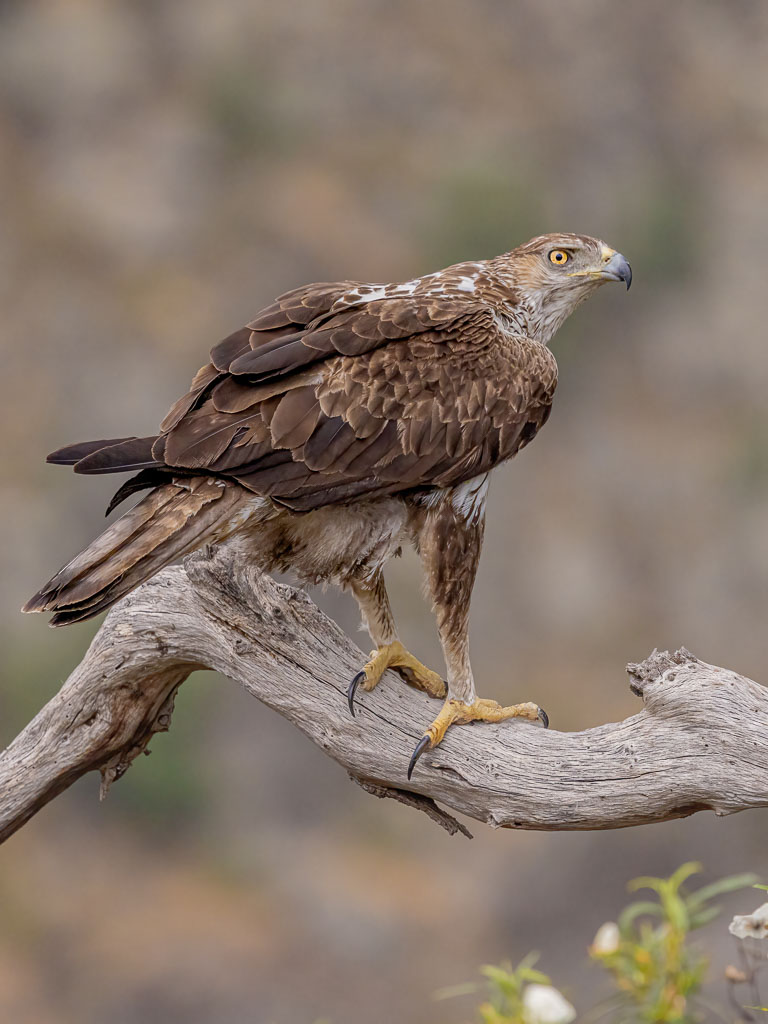 Weiblicher Habichtsadler auf einem Ast im Naturpark Arribes del Duero