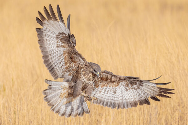 Mäusebussard im Anflug über trockenem Gras in Spanien