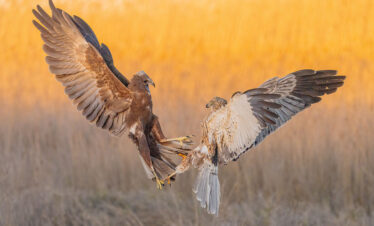 Iberienadler & Vogelvielfalt – Fotoreise La Mancha mit Greifvögeln, Schilf- & Wasservögeln 08/03-13/03/2027