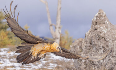 Bartgeier fotografieren in den Pyrenäen – Fotoreise mit Gänsegeiern 08/02–13/02/2027