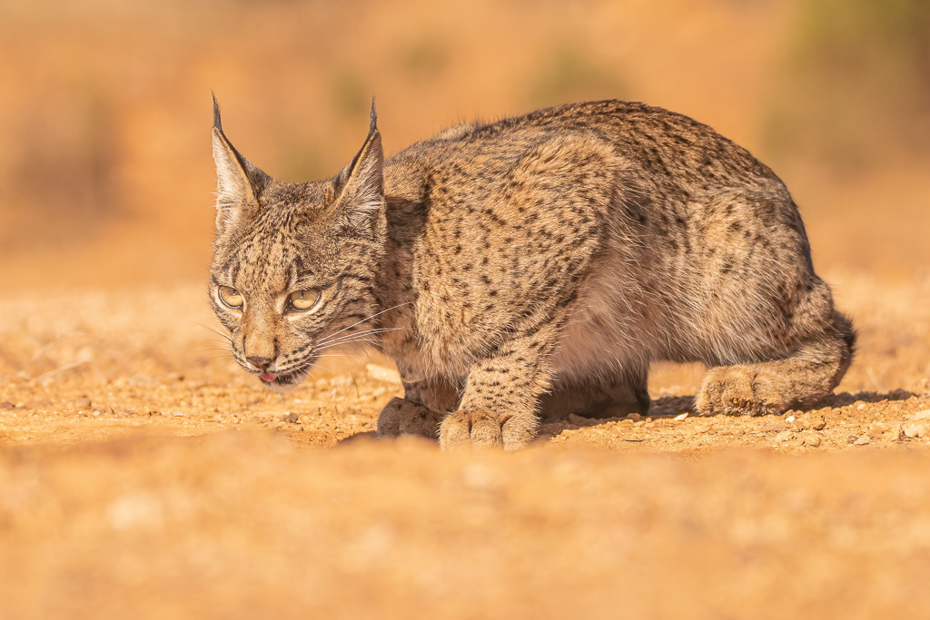Luchs