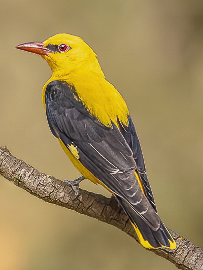 a yellow and black bird on a branch