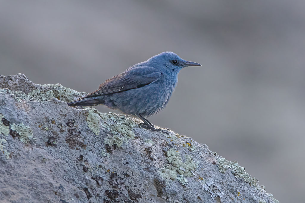 Blaumerle auf Fels