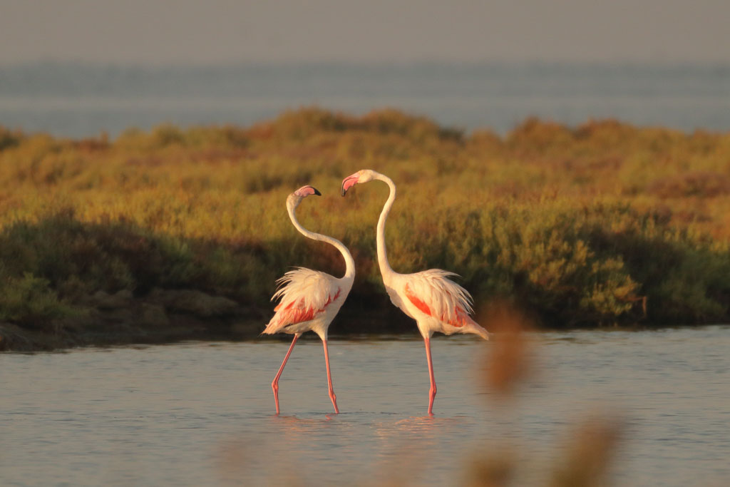Flamingos in spanischem Delta bei Sonnenaufgang