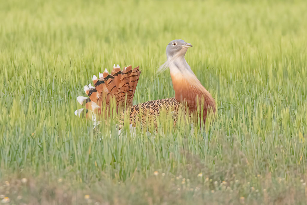 Grosstrappe in spanischer Steppe