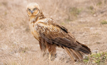 Rohrweihe - Vogelfotografie Spanien mit exclusiven Hides