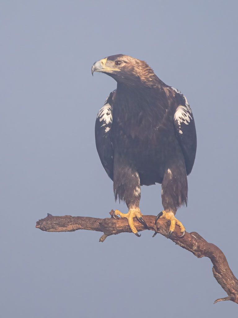 Iberienadler im Winternebel in Spanien