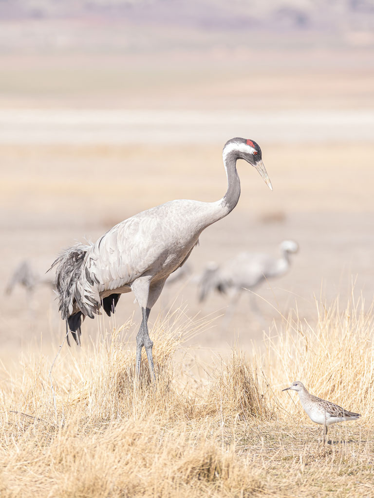 Kranich und Kampfläufer im winterlichen Feuchtgebiet Spaniens