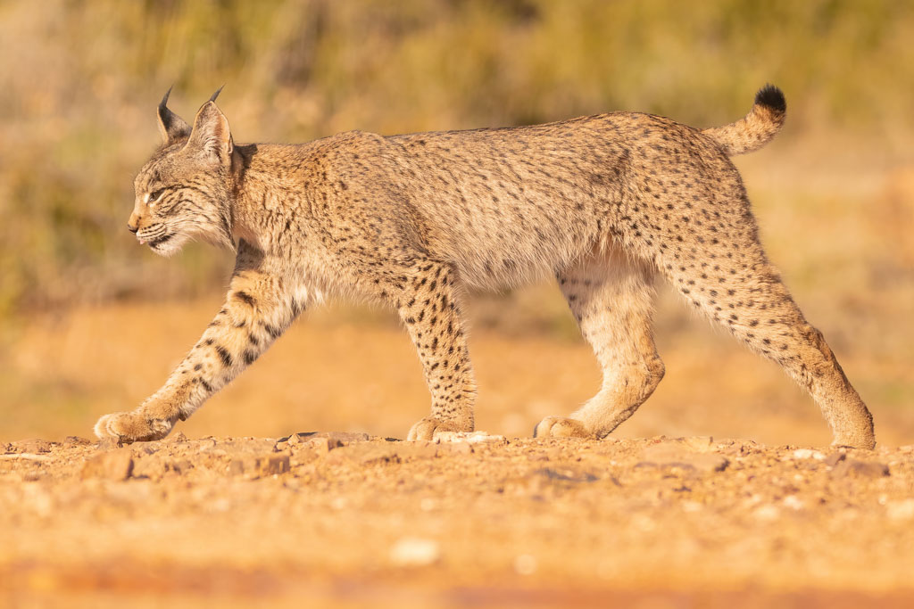Iberischer Luchs im Winter in Spanien