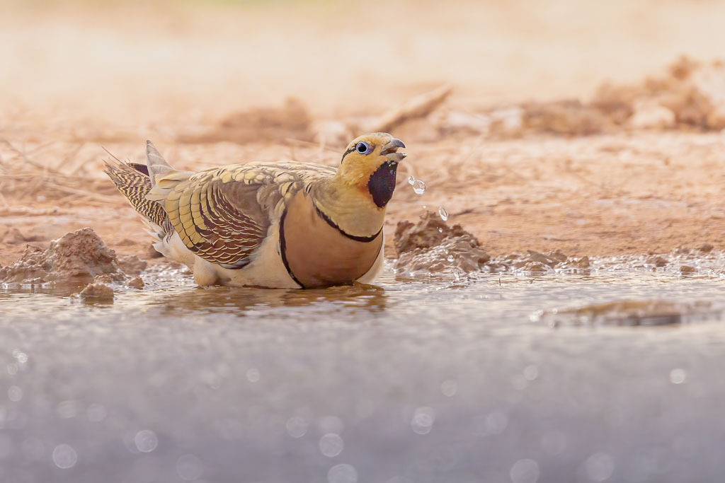 Gegenlicht im Fotohide: Fine-Art-Stimmung und Konturen