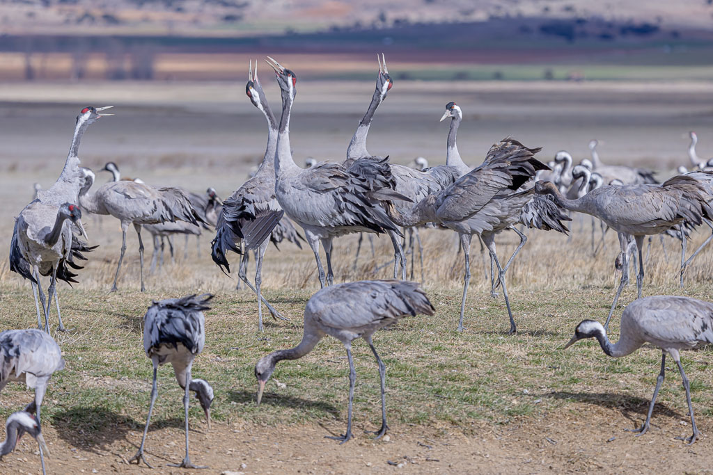 Kraniche in Spanien: mehrere Kraniche auf einem Feld in der Zugzeit