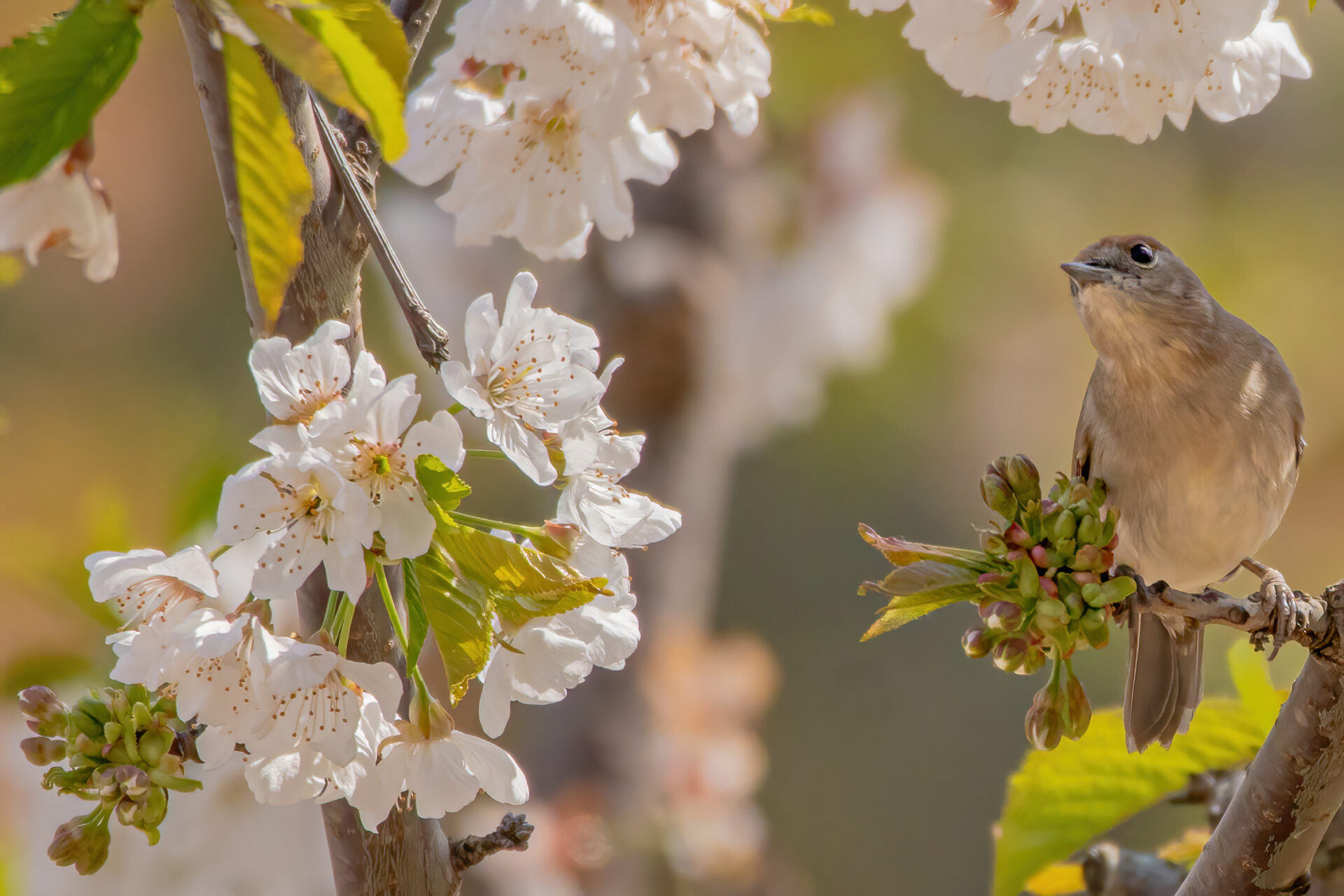 Mandelblüte in Spanien: erste Blüten im frühen Frühling
