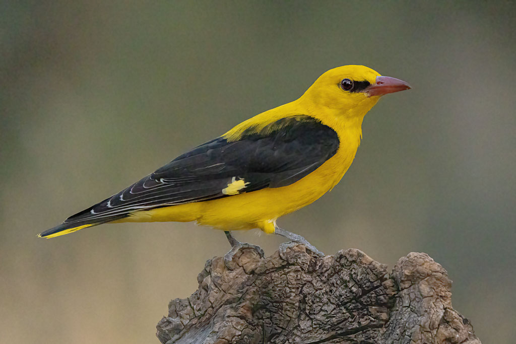 Pirol in Spanien fotografiert