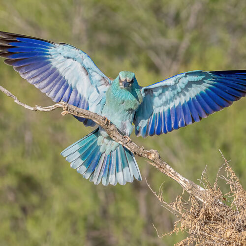 Fotoreise La Mancha – Vogelvielfalt im Frühling 10/05-15/05/2027