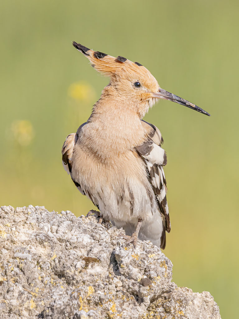 Wiedehopf in Spanien fotografieren
