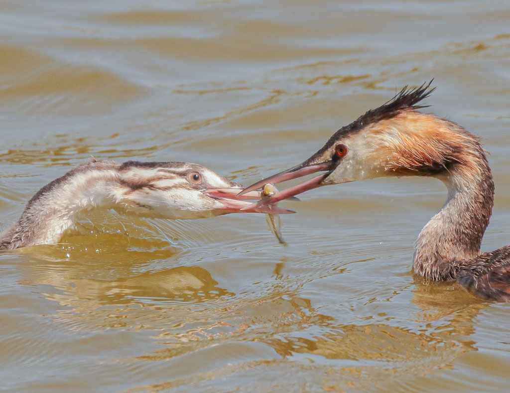 Altvogel des Haubentauchers übergibt einem gestreiften Jungvogel einen Fisch
