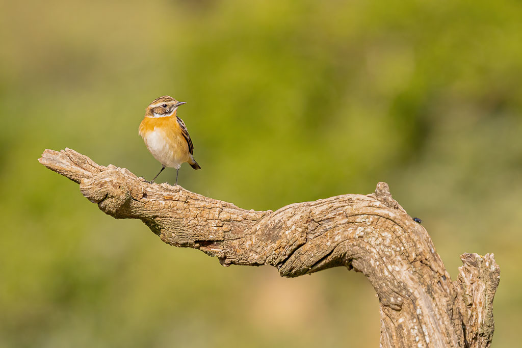 Braunkehlchen seitlich auf einem natürlichen Ast vor ruhigem Hintergrund