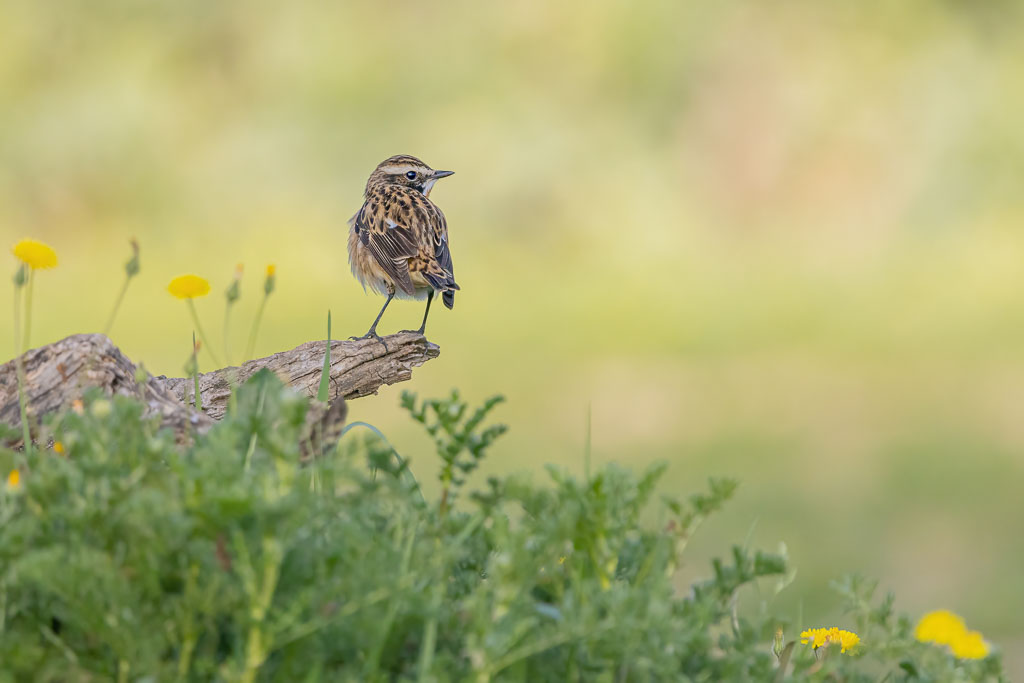 Braunkehlchen von hinten auf einer natürlichen Warte in einer offenen Landschaft