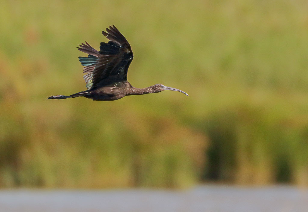 Braunsichler im Flug über einer Lagune mit grünem Schilf im Hintergrund