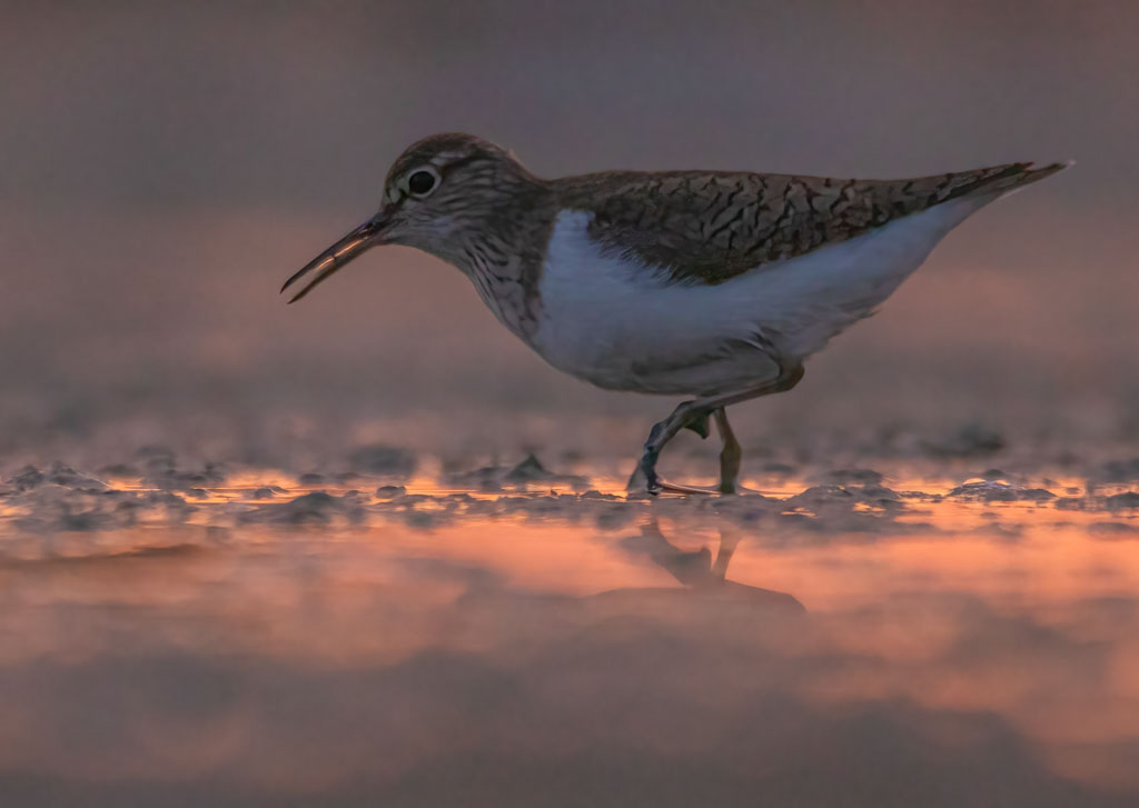 Flussuferläufer in der Abenddämmerung an einem Gewässer