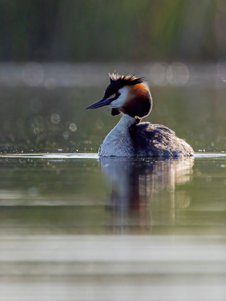 Haubentaucher im morgendlichen Gegenlicht auf Augenhöhe fotografiert