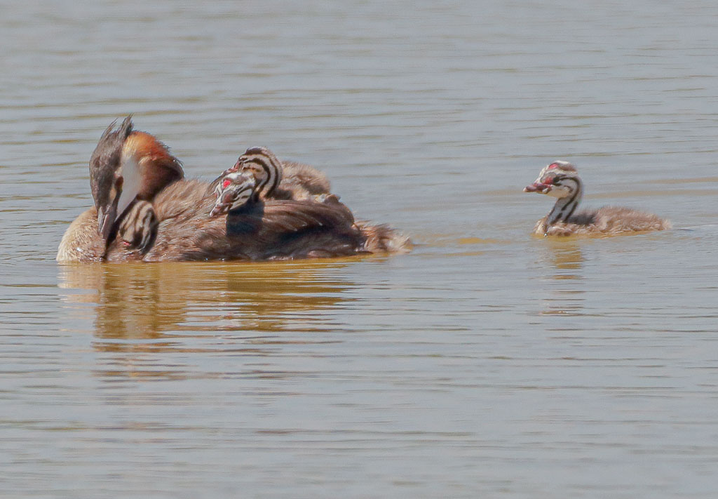 Haubentaucher mit mehreren gestreiften Küken auf dem Rücken und einem weiteren Jungvogel im Wasser
