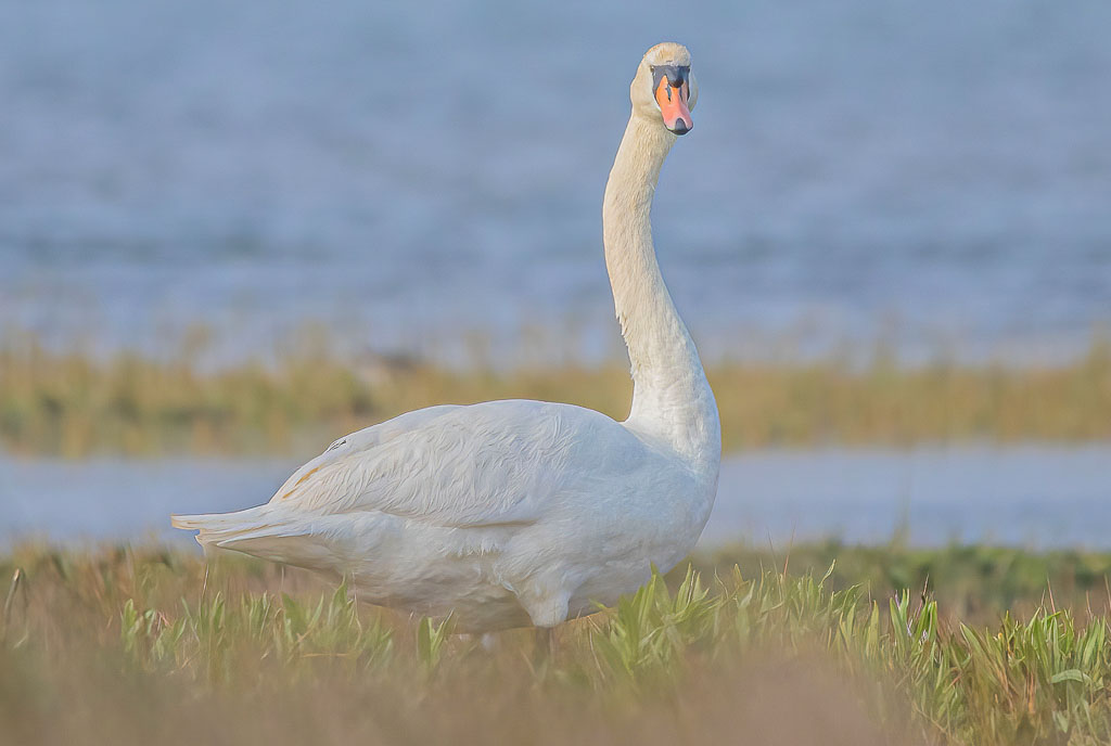 Höckerschwan auf einer natürlichen Grasfläche an der nordspanischen Küste mit Blick zur Kamera
