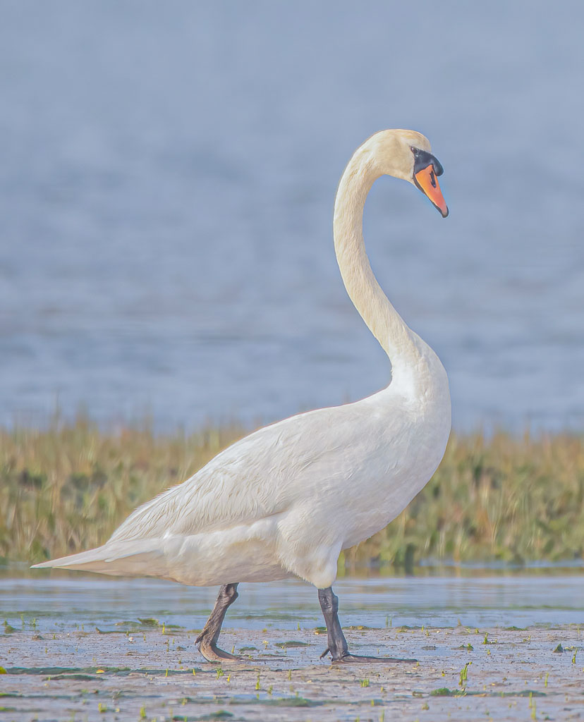 Höckerschwan läuft durch eine von Ebbe geprägte Küstenlandschaft im Norden Spaniens