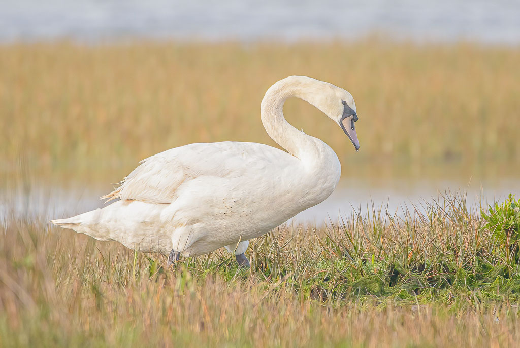 Höckerschwan mit charakteristisch gebogenem Hals in einer natürlichen Küstenlandschaft