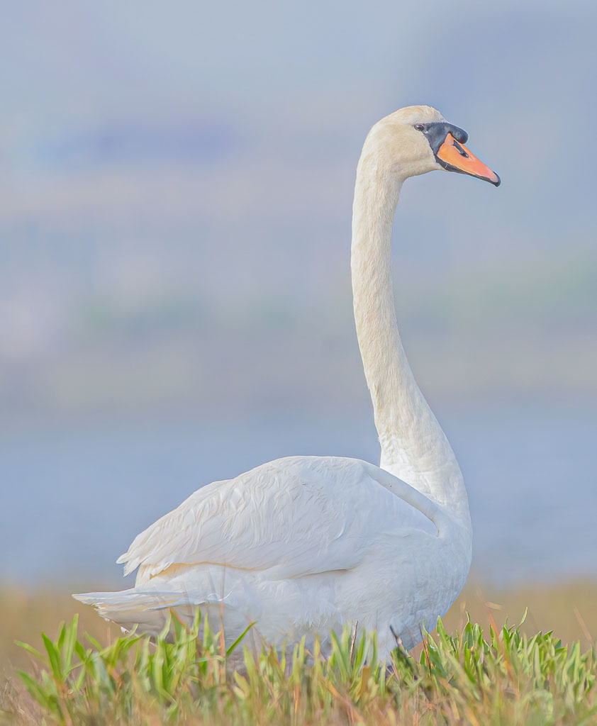 Höckerschwan mit langem gebogenem Hals und zur Kamera gedrehtem Kopf
