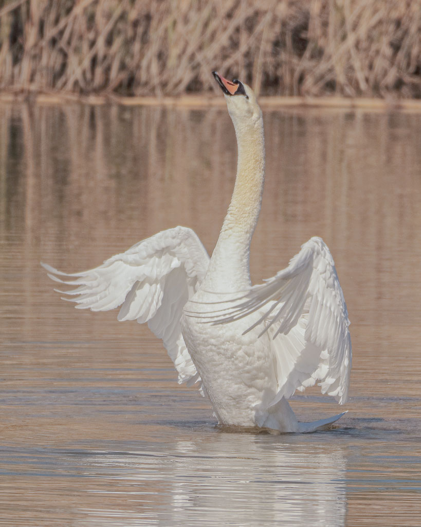 Hoeckerschwan richtet sich auf einem Fluss auf und schlaegt mit den Fluegeln