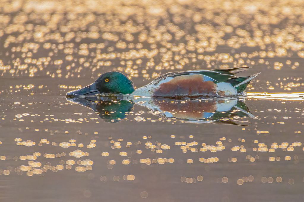Männliche Löffelente bei der Nahrungssuche zwischen leuchtenden Wasserblasen im warmen Abendlicht
