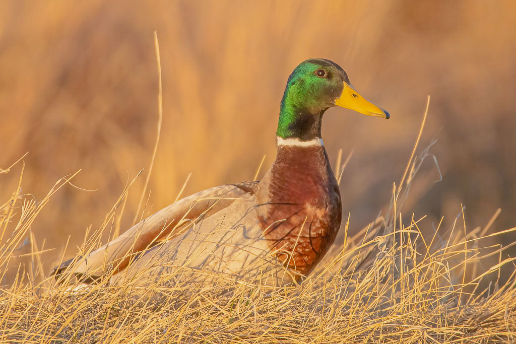 Männliche Stockente im warmen Abendlicht zwischen trockenem Gras nahe einer Lagune
