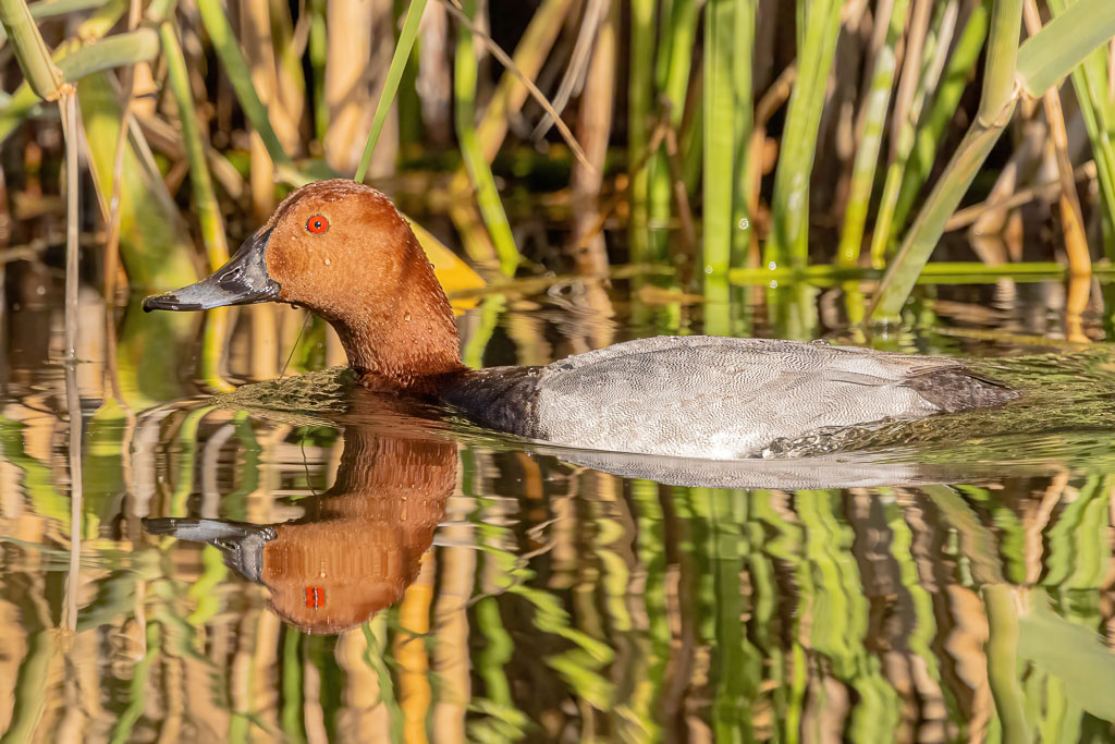Männliche Tafelente mit Spiegelung zwischen reflektierendem Schilf auf einer ruhigen Wasserfläche
