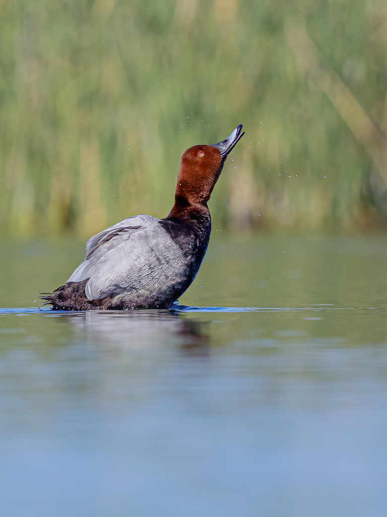 Männliche Tafelente richtet sich mit Wassertropfen aus dem Wasser auf