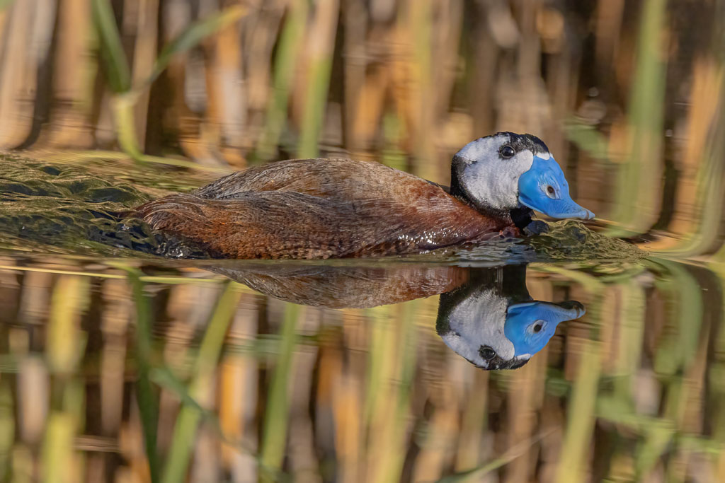 Männliche Weißkopf-Ruderente mit Spiegelung auf ruhigem Wasser vor Schilf
