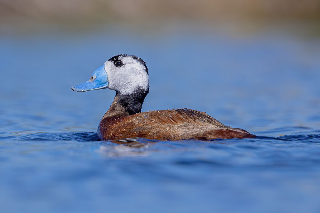 Naturfotografie La Mancha