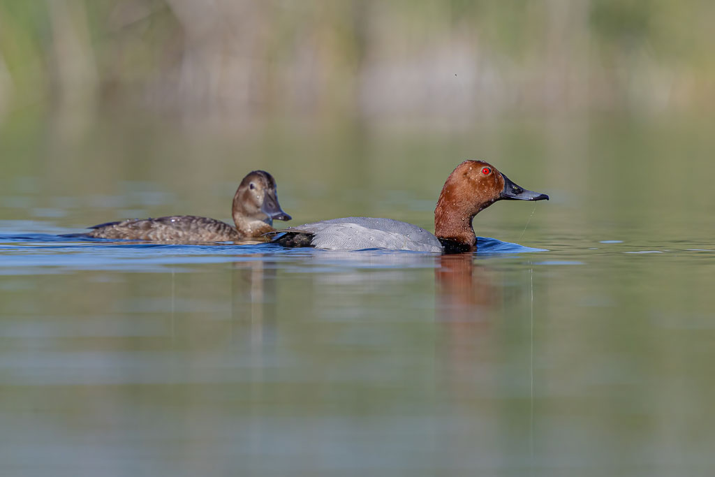 Männliche und weibliche Tafelente gemeinsam auf einer ruhigen Wasserfläche