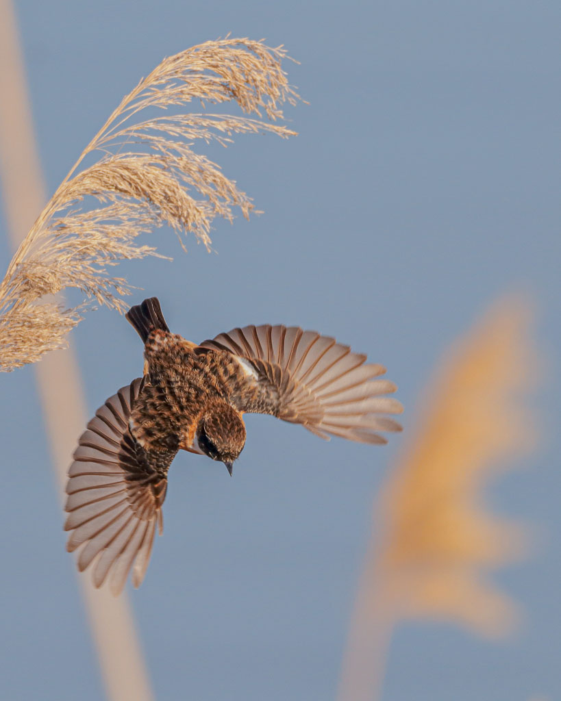 Männliches Schwarzkehlchen mit geöffneten Flügeln beim Abflug von einem Schilfwedel