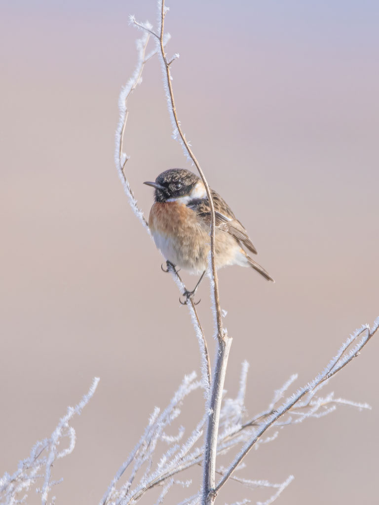 Männliches Schwarzkehlchen zwischen mit Reif bedeckten Zweigen im Winter